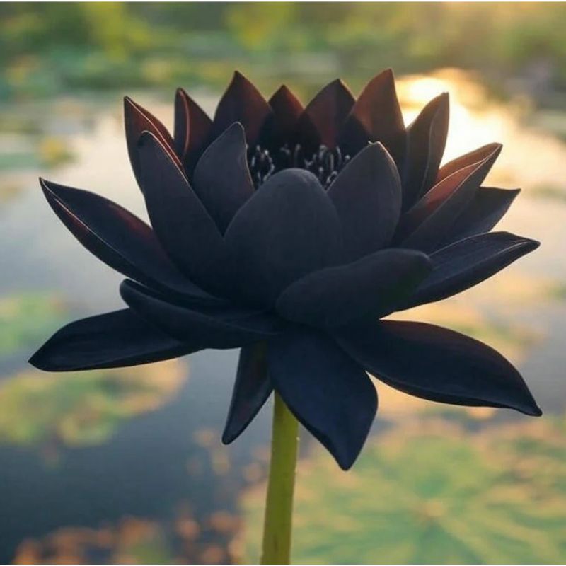Avatar bông sen đen đám tang