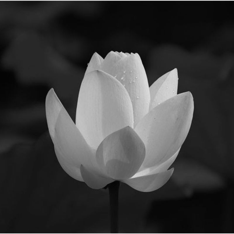 Avatar buồn hoa sen trắng đám tang