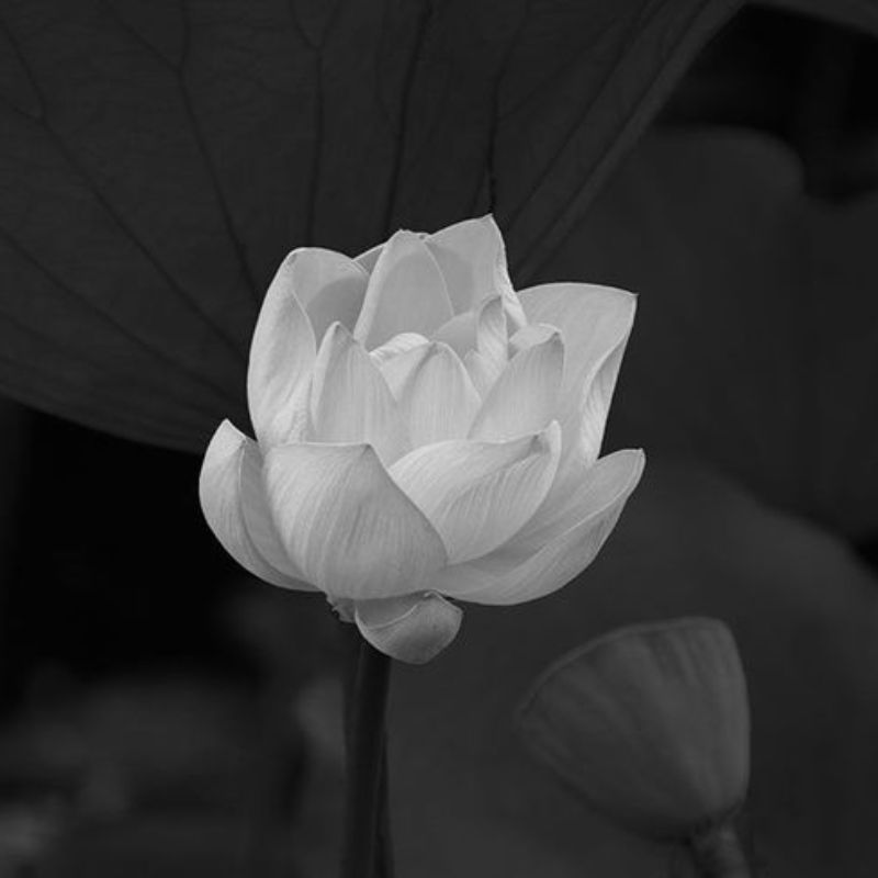 Ý nghĩa avatar chia buồn hoa sen trắng đám tang