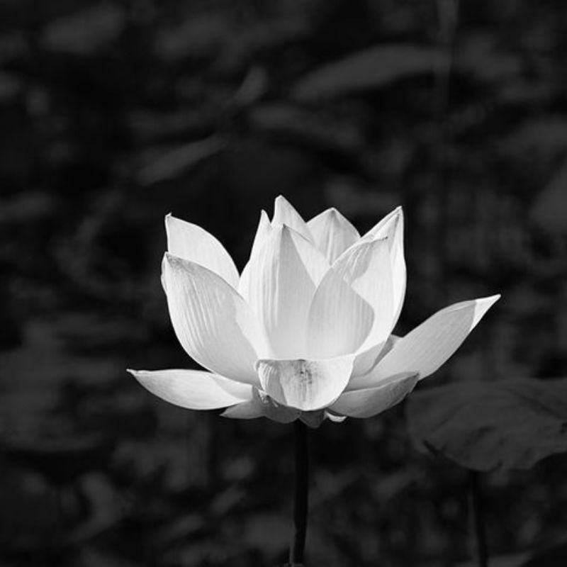 Người thân avatar chia buồn hoa sen trắng đám tang