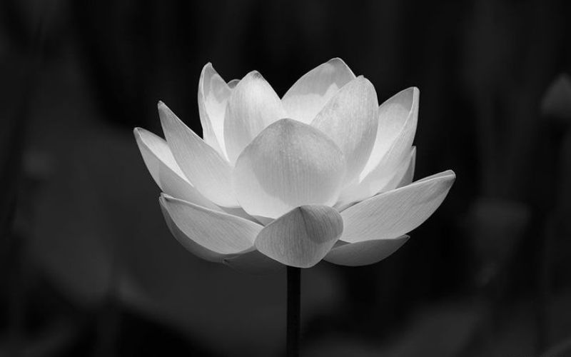 Avatar chia buồn hoa sen trắng đám tang