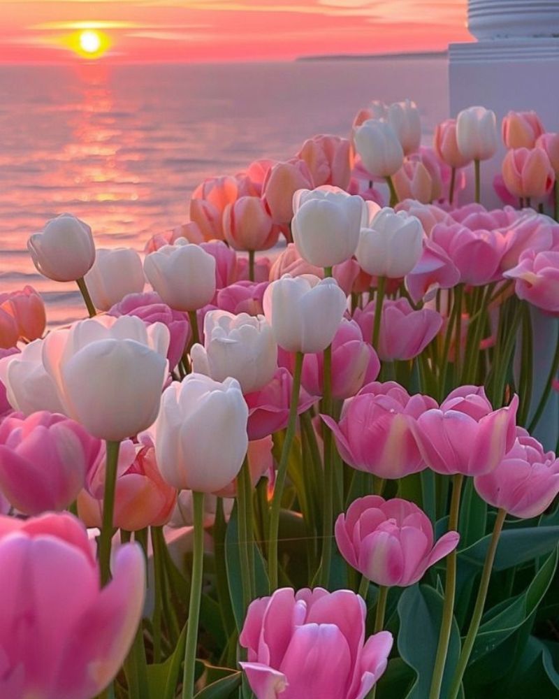Hình nền điện thoại hoa tulip