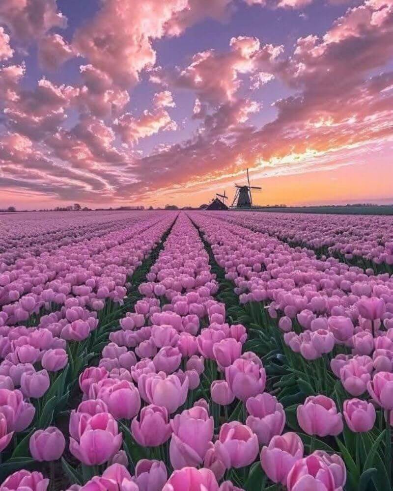 Ảnh hoa tulip làm hình nền điện thoại