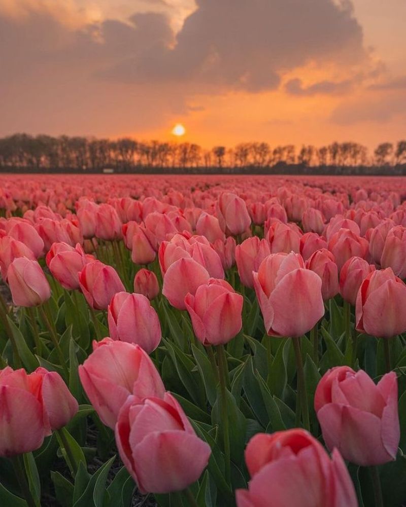 Ảnh nền điện thoại hoa tulip đẹp