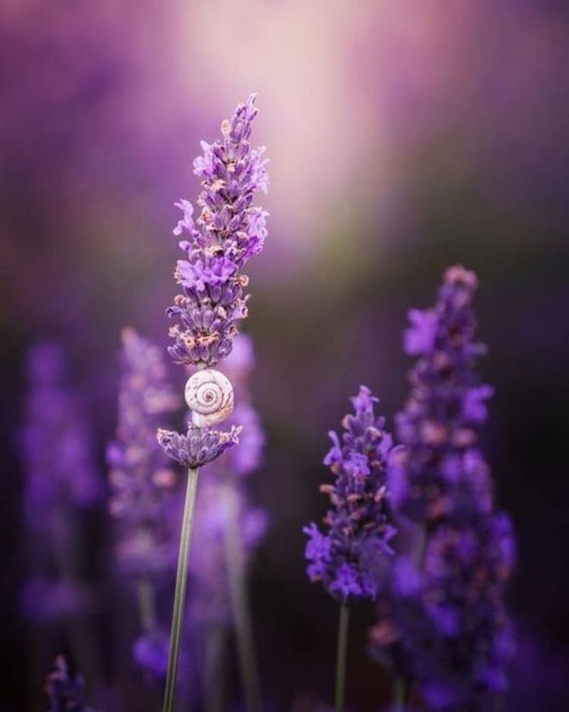 Hình nền hoa lavender đẹp cho điện thoại