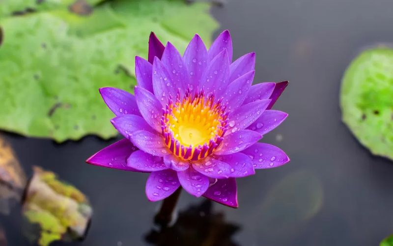 Hình nền hoa sen nghệ thuật cho máy tính