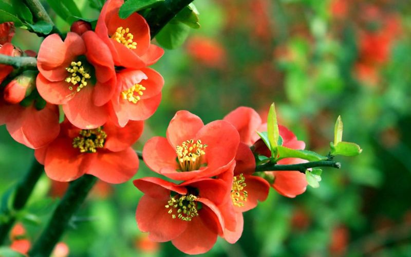 Tải ảnh hoa đẹp về máy tính