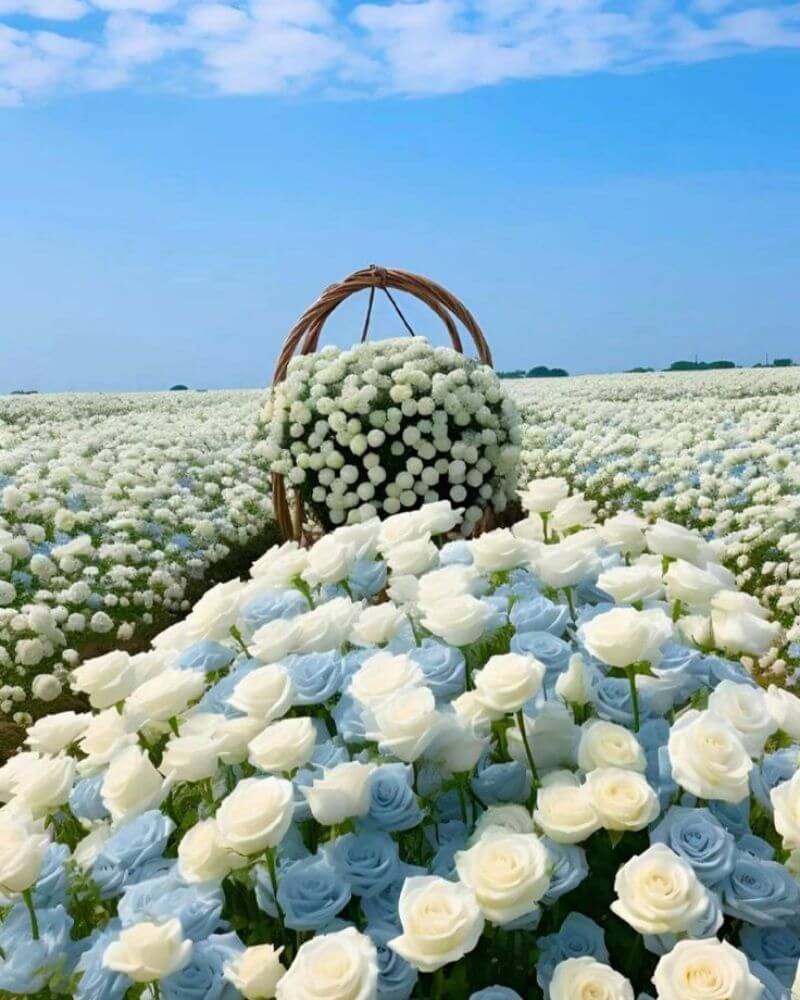 Hình nền cánh đồng hoa hồng đẹp cho điện thoại