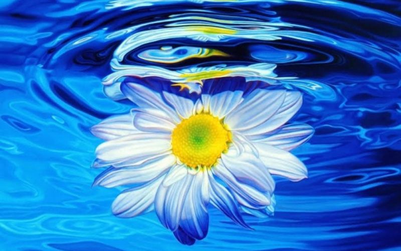 Hình ảnh hoa đẹp lãng mạn dưới nước