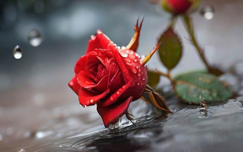 Hình nền hoa hồng đẹp dưới nước