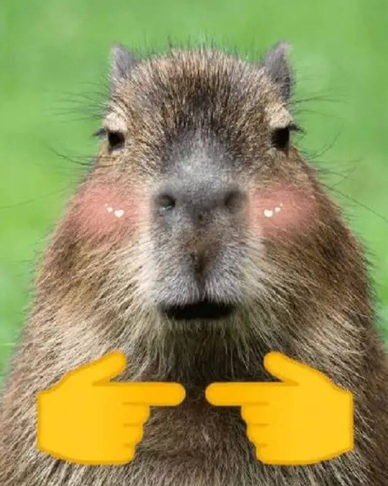 Meme Capybara vô tri
