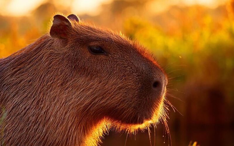 Hình nền Capybara thật